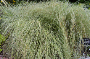 Carex morrowii var. temnolepis