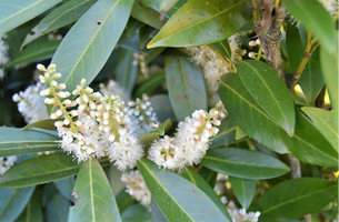 Prunus laurocerasus 'Schipkaensis'