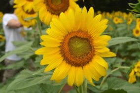 Helianthus annuus