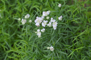 Pycnanthemum tenuifolium