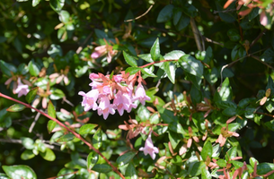 Abelia 'Edward Goucher'