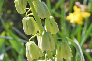 Fritillaria persica 'Ivory Bells'