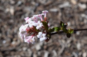 Viburnum farreri 'Nanum'