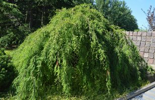 Taxodium distichum 'Cascade Falls'