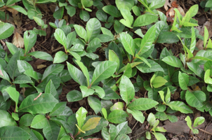 Ardisia japonica