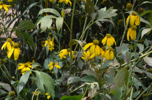 Rudbeckia 'Herbstsonne'