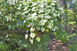 Cercis canadensis 'Whitewater'