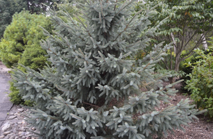 Picea mariana 'Aureovariegata'