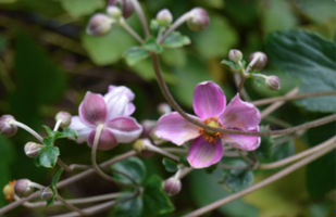 Anemone × hybrida 'September Charm'