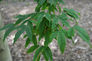 Acer mandshuricum