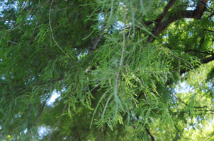 Taxodium distichum