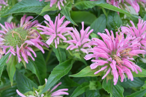 Monarda didyma 'Pardon My Pink'