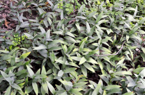 Maianthemum stellatum