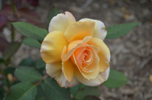 Rosa 'Tahitian Sunset'