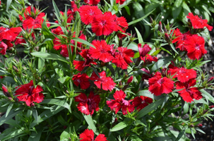 Dianthus chinensis