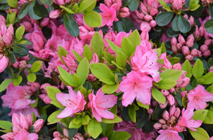 Azalea x 'Tradition'