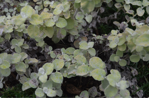 Helichrysum petiolare