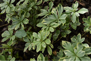 Pachysandra terminalis 'Variegata'