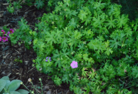 Geranium sanguineum