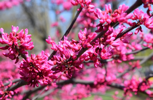 Cercis canadensis 'Appalachian Red'