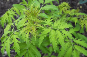 Sambucus racemosa 'Lemony Lace'