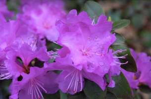 Rhododendron 'PJM'