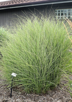 Miscanthus sinensis