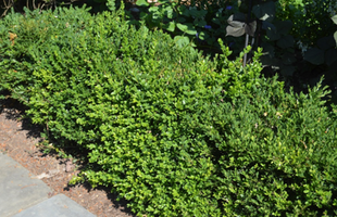 Buxus 'Green Gem'