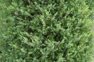 Juniperus communis 'Gold Cone