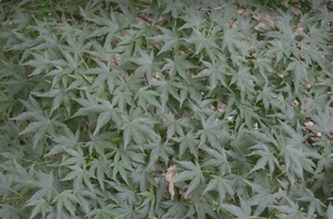 Acer palmatum 'Butterfly'