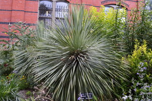 Yucca rostrata