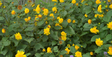 Helianthus 'Happy Days'