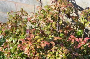 Nandina domestica 'Okame'