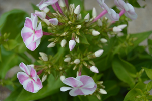 Phlox paniculata 'Bambini Candy Crush'