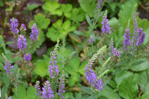 Veronica 'Moody Blues Mauve'