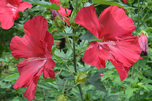 Hibiscus moscheutos