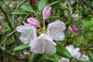 Rhododendron yakushimanum 'Pink Parasol'