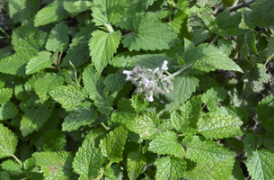 Nepeta cataria