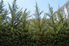 Juniperus virginiana 'Burkii'