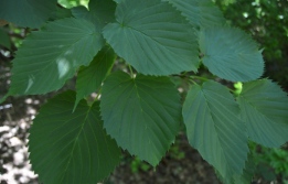 Davidia involucrata