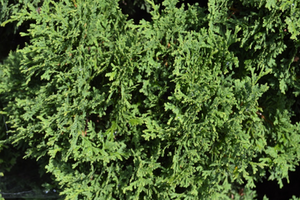 Thuja occidentalis 'Holmstrup'