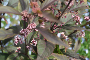 Callicarpa 'Pearl Glam'