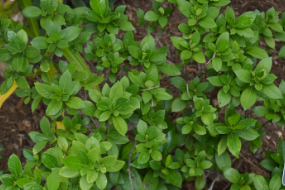 Gardenia jasminoides