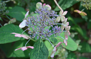 Hydrangea serrata 'Grayswood'