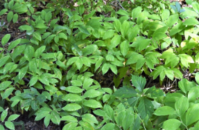 Maianthemum canadense