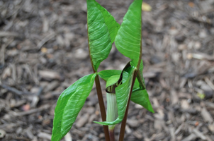 Arisaema triphyllum