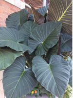 Colocasia esculenta