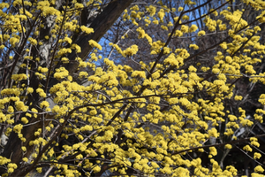 Cornus officinalis