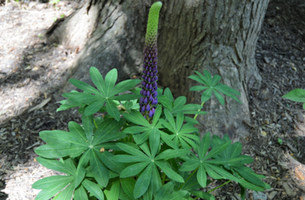 Lupinus 'Masterpiece'