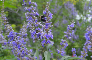 Vitex agnus-castus